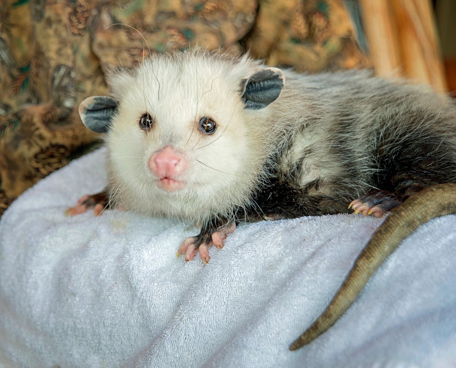 Virginia opossum resting on a cushion