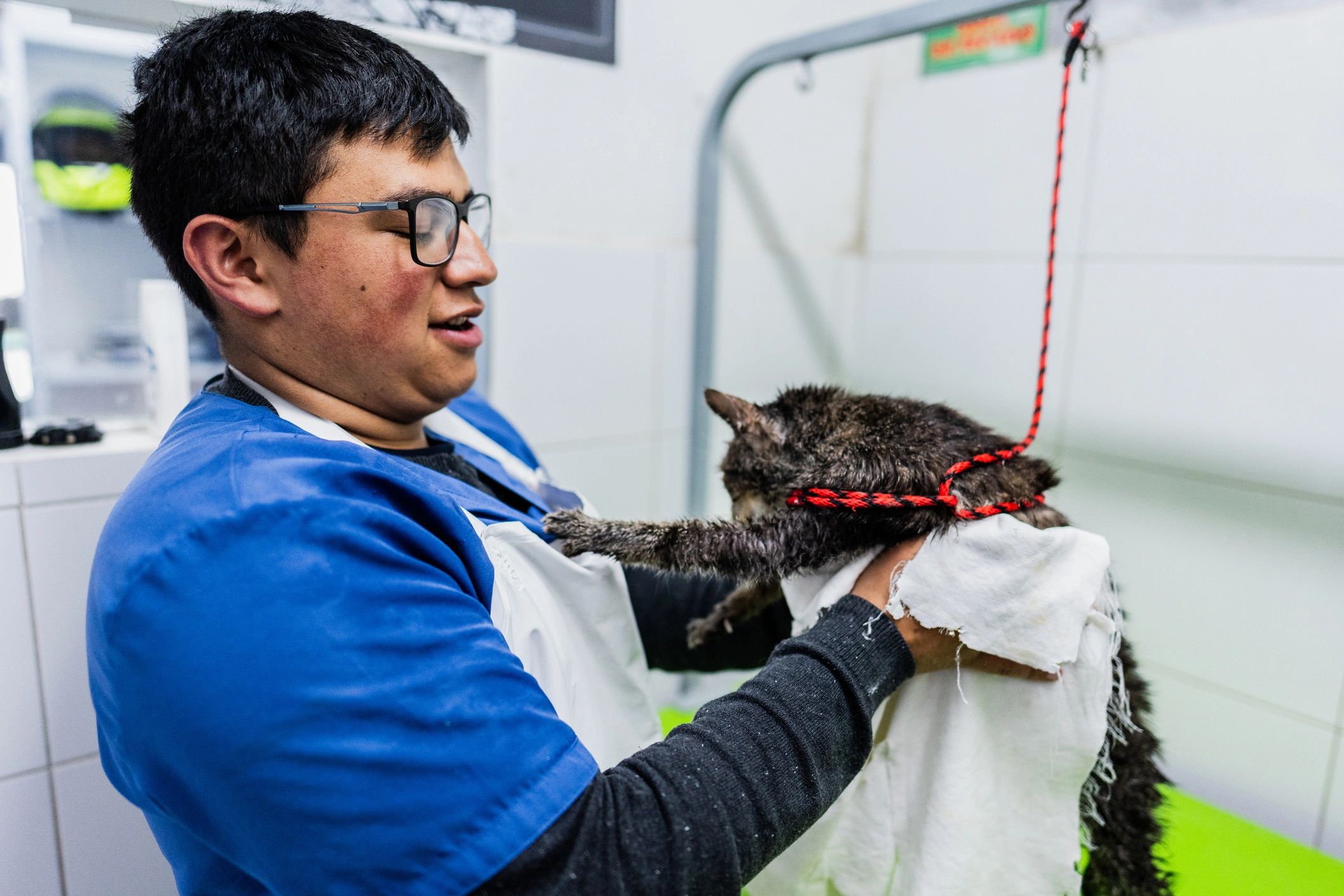 Volunteer drying an animal with a towel at a clinic