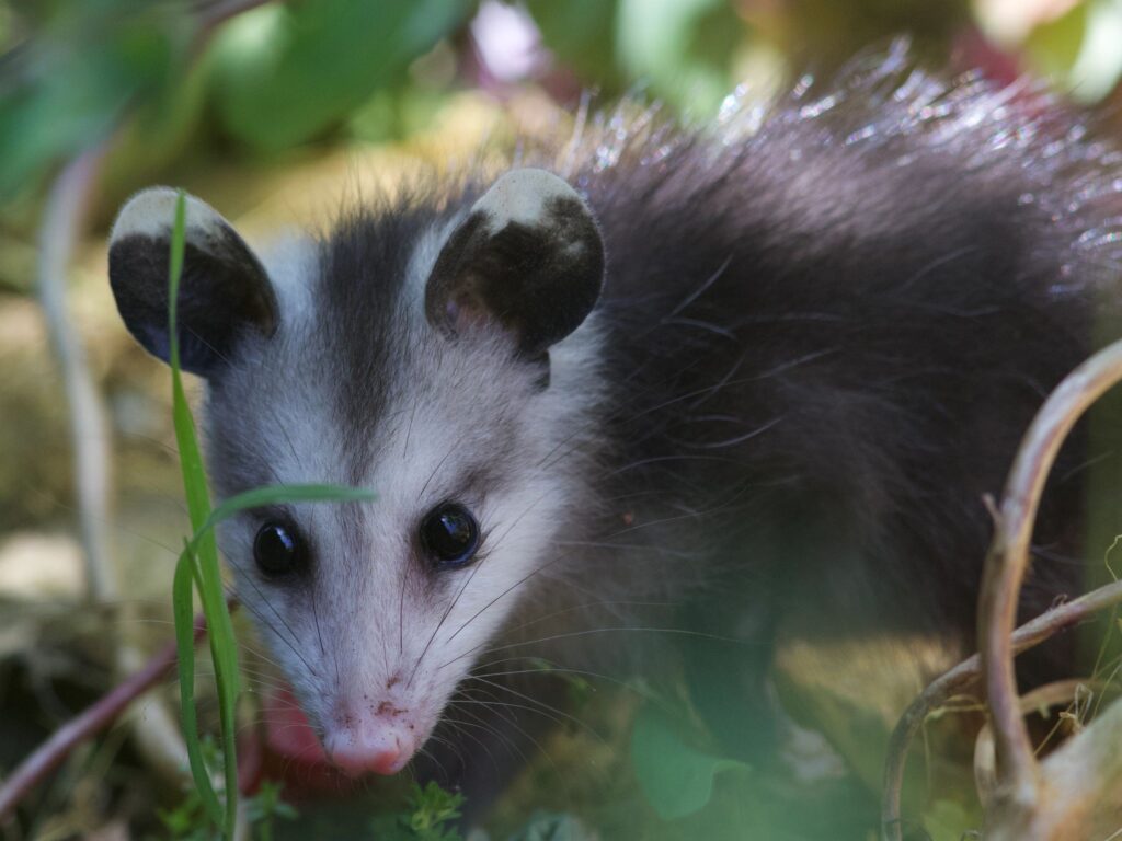 Young possum