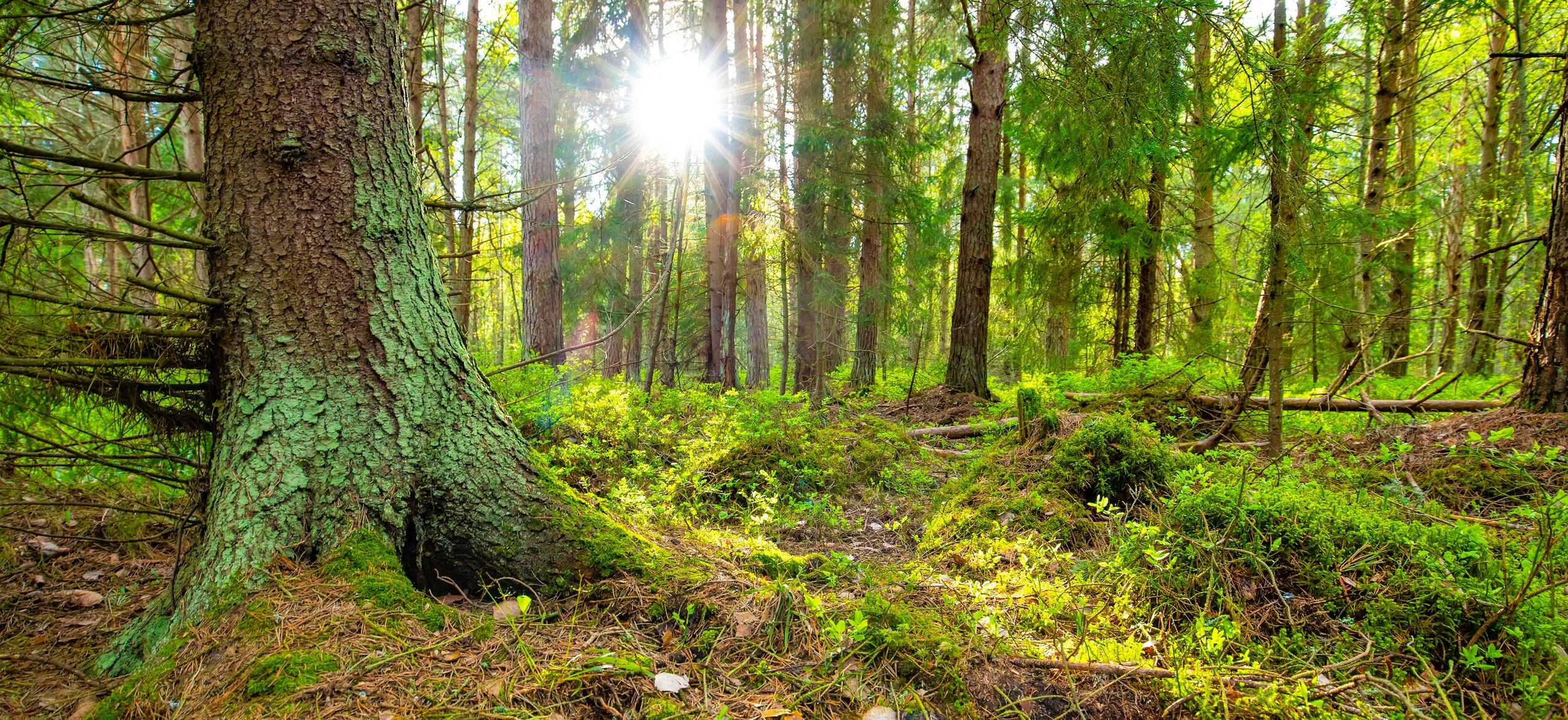 Sunlight through a green summer forest canopy