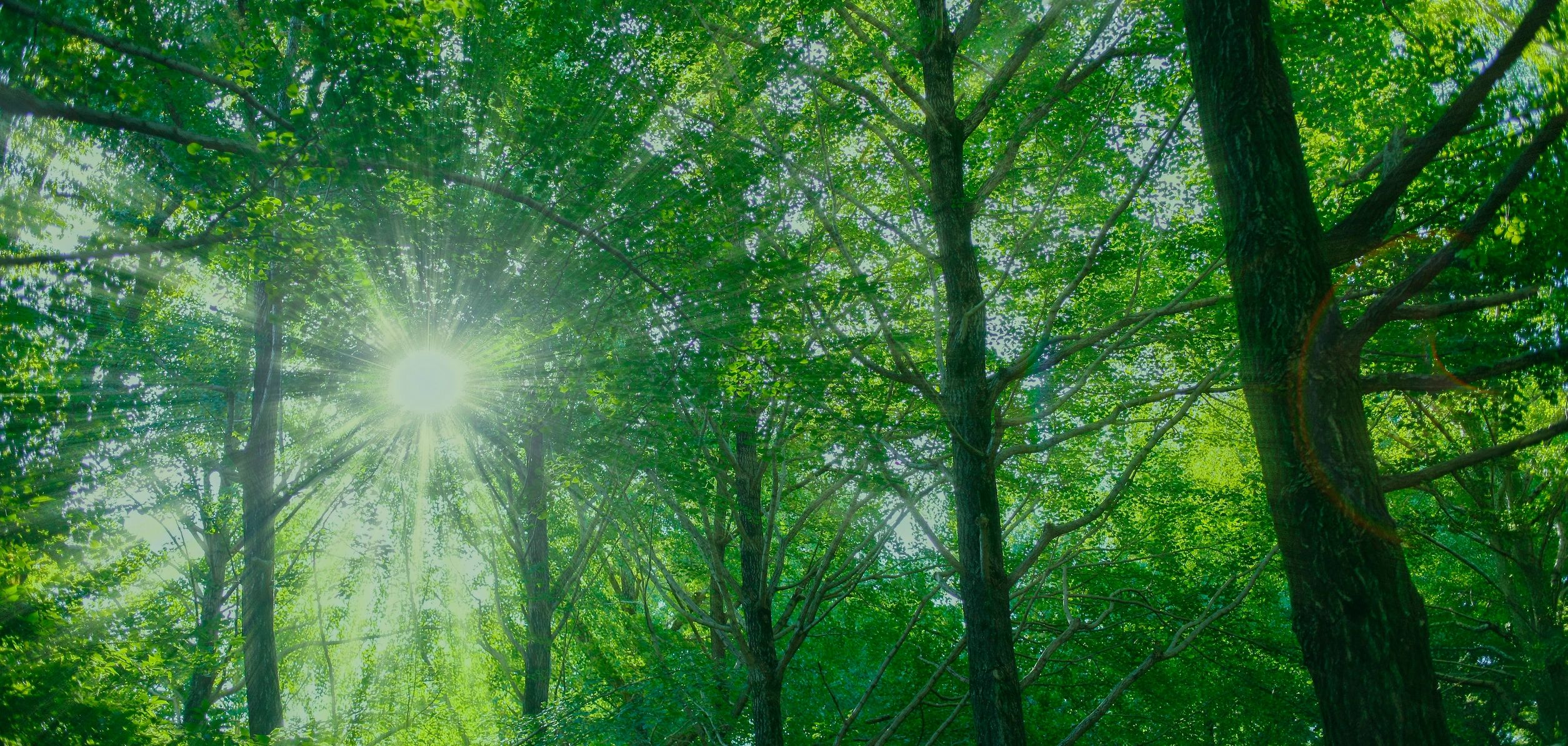 Forest light through green trees
