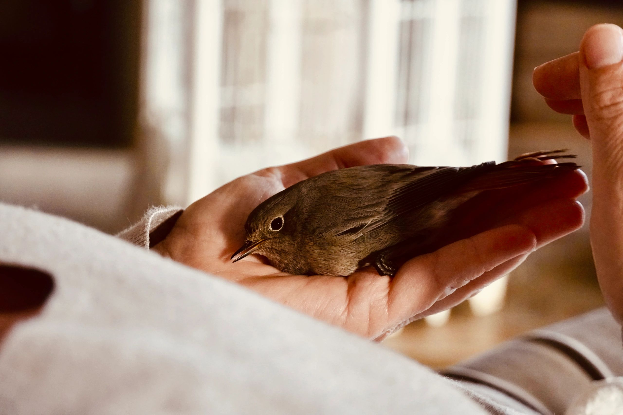 Small wild bird resting in a human hand