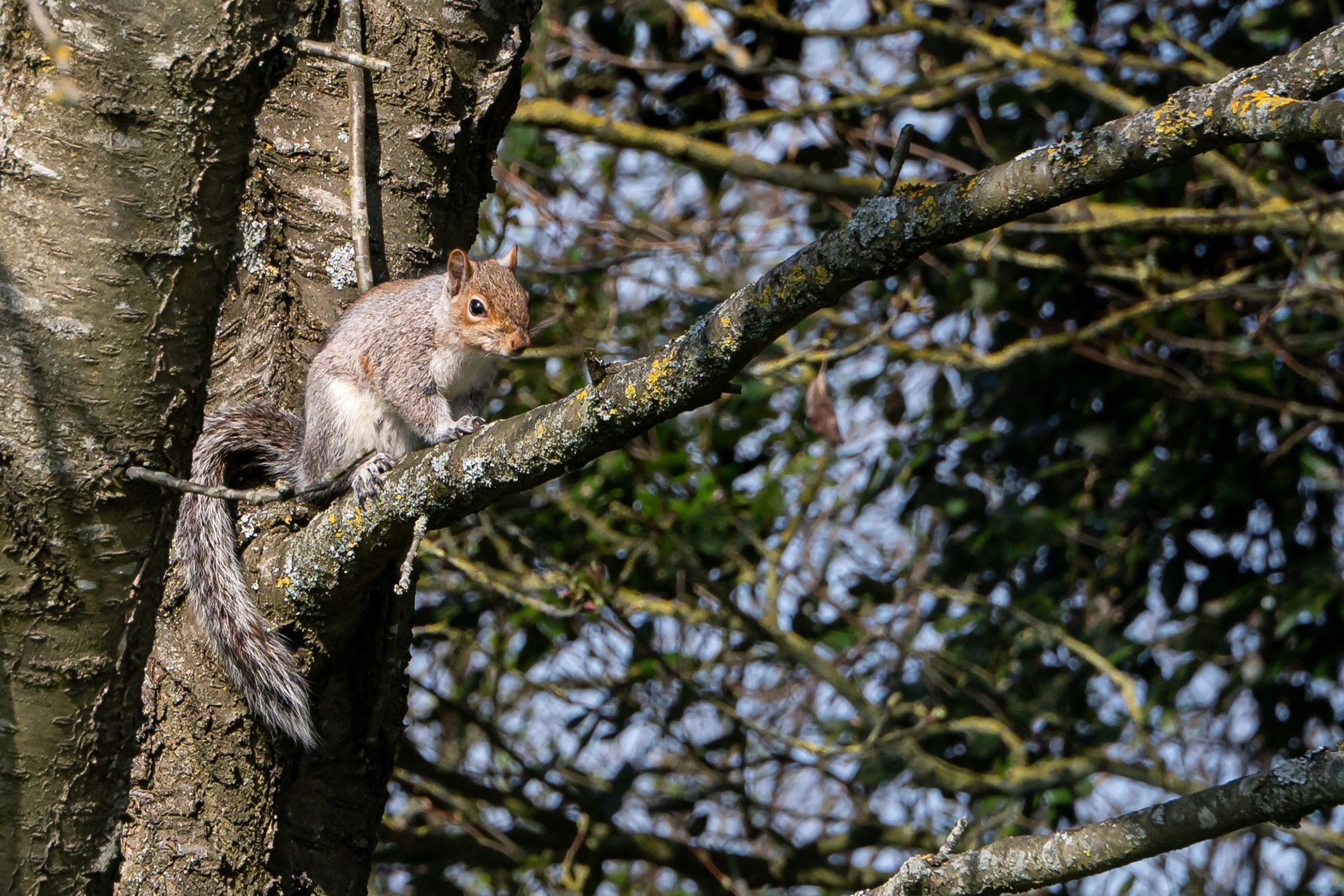 Eastern gray squirrel resting on a tree branch