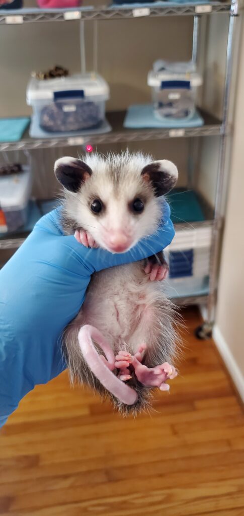Gloved hands holding a Virginia opossum