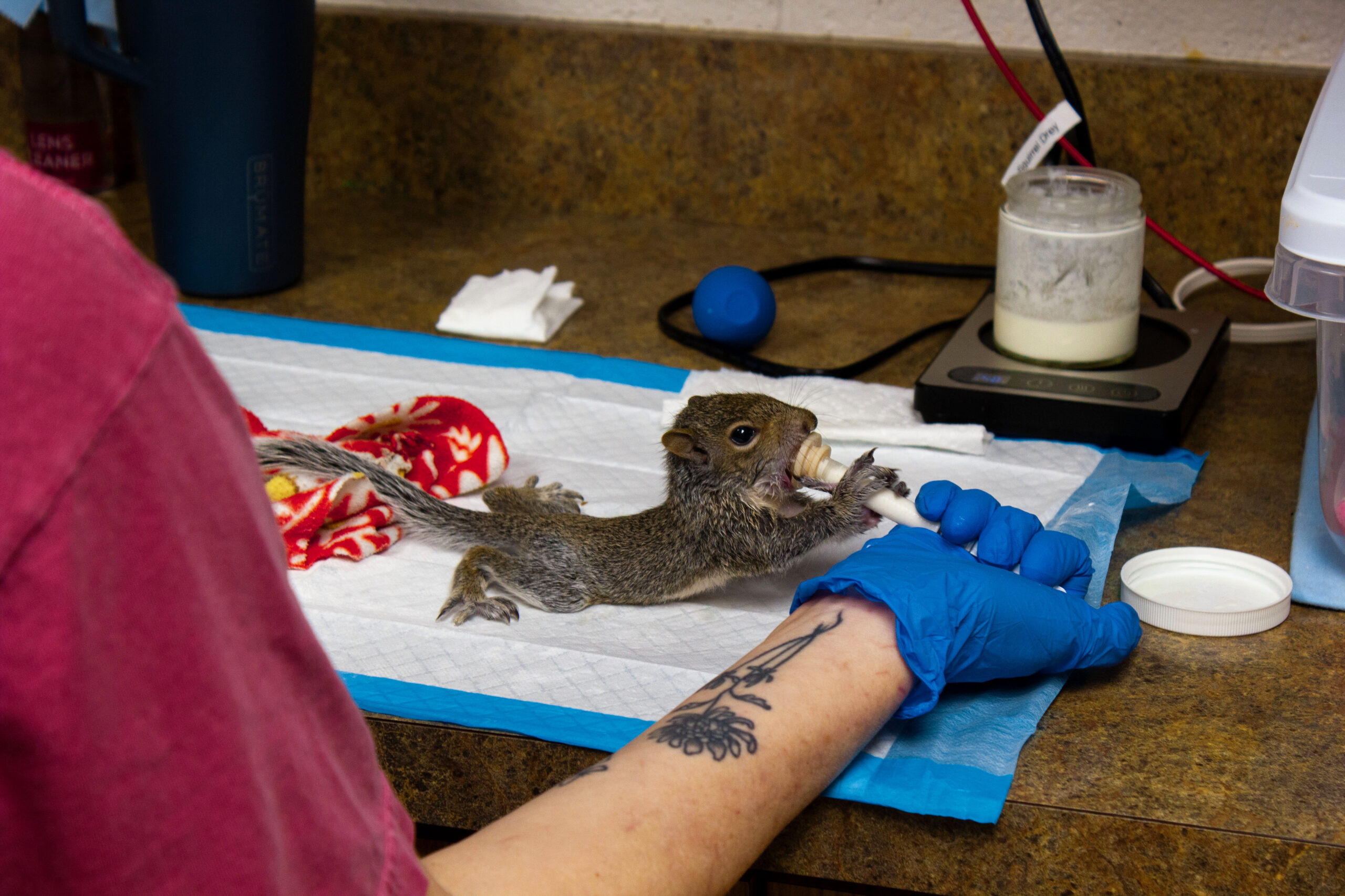 Squirrel being fed during rehabilitation
