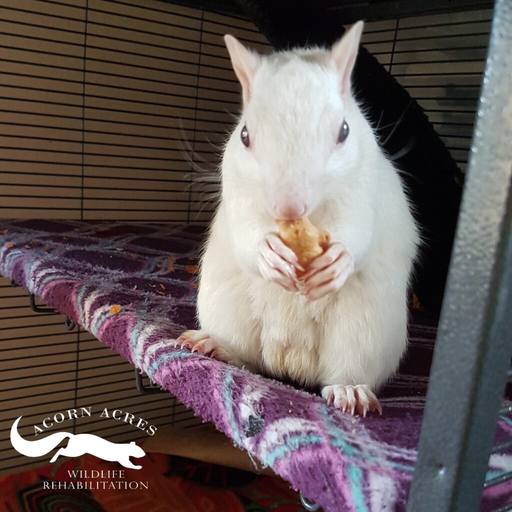 Finnigan the albino Eastern Grey Squirrel
